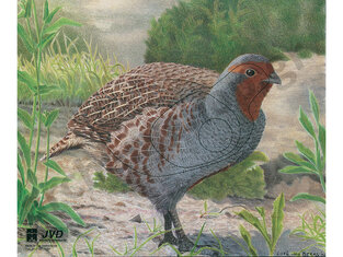 JVD Animal Face Partridge